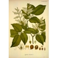 Copaifera Officinalis