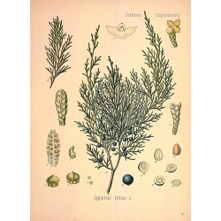 Juniperus Sabina Leaf