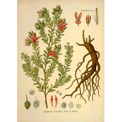 Krameria Triandra