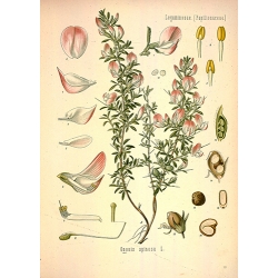 Medicinal Plant Botanical illustration
