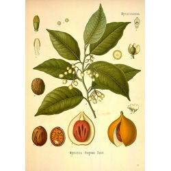 Nutmeg Botanical Print 