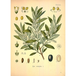 Olea Europaea Botanical Drawing