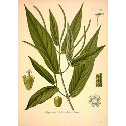 Piper Angustifolium