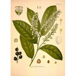 Prunus Laurocerasus Flowers