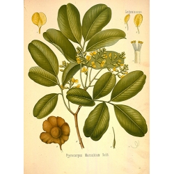 Pterocarpus Marsupum Roxb