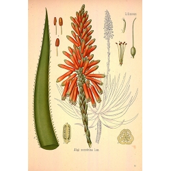 Seeds of Aloe Vera Plant