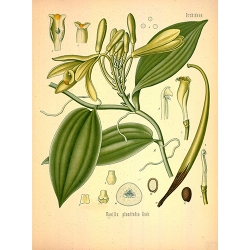 Vanilla Planifolia Bean
