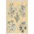 Botanical Illustration