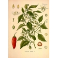 Capsicum Frutescens