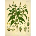 Croton Eluteria