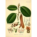Dipterocarpus Alatus