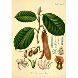 Dipterocarpus Alatus