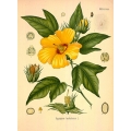 Vintage Botanical Prints