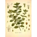 Marrubium Vulgare