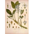 Menyanthes Trifoliata