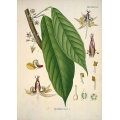 Theobrom Cacao Leaf
