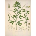 Trigonella Foenum Graecum