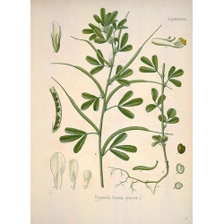 Trigonella Foenum Graecum