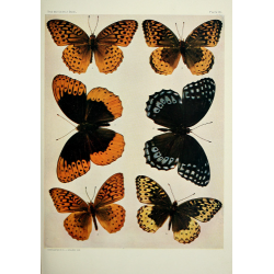 Butterfly Plate IX