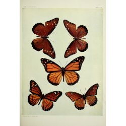 Butterfly Plate VII