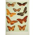 Butterfly Plate VIII
