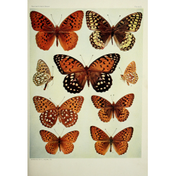 Butterfly Plate X