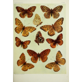 Butterfly Plate XI