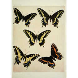 Butterfly Plate XL