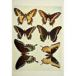 Butterfly Plate XLI