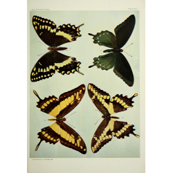 Butterfly Plate XLII