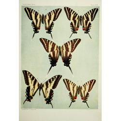 Butterfly Plate XLIV
