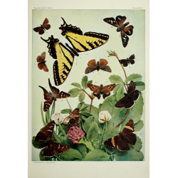 Butterfly Plate XLV