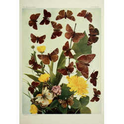 Butterfly Plate XLCII