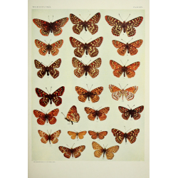 Butterfly Plate XVI