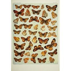 Butterfly Plate XVII