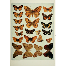 Butterfly Plate XVIII