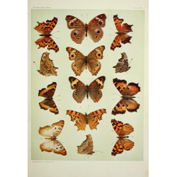 Butterfly Plate XX