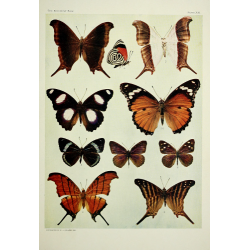 Butterfly Plate XXI