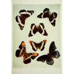 Butterfly Plate XXII