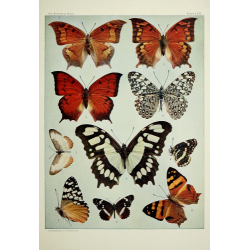 Butterfly Plate XXIV