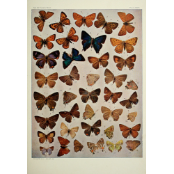 Butterfly Plate XXIX