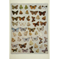 Butterfly Plate XXX