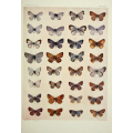 Butterfly Plate XXXI