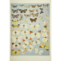 Butterfly Plate XXXII