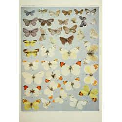Butterfly Plate XXXII