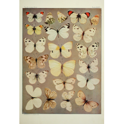 Butterfly Plate XXXIV