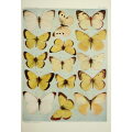 Butterfly Plate XXXV