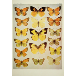Butterfly Plate XXXVI