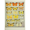 Butterfly Plate XXXVII