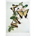 Butterfly Plate XXXVIII